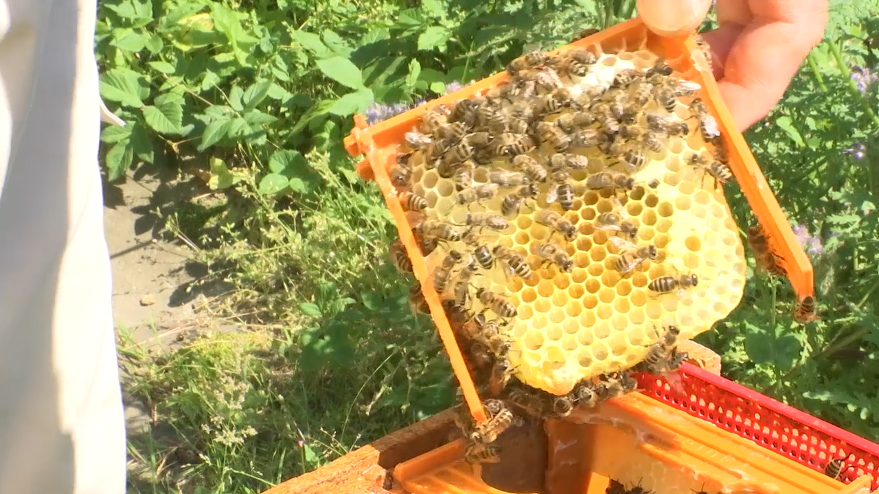 MEgional vom 6. Juli 2018 - mit der Krönung einer Bienenkönigin.