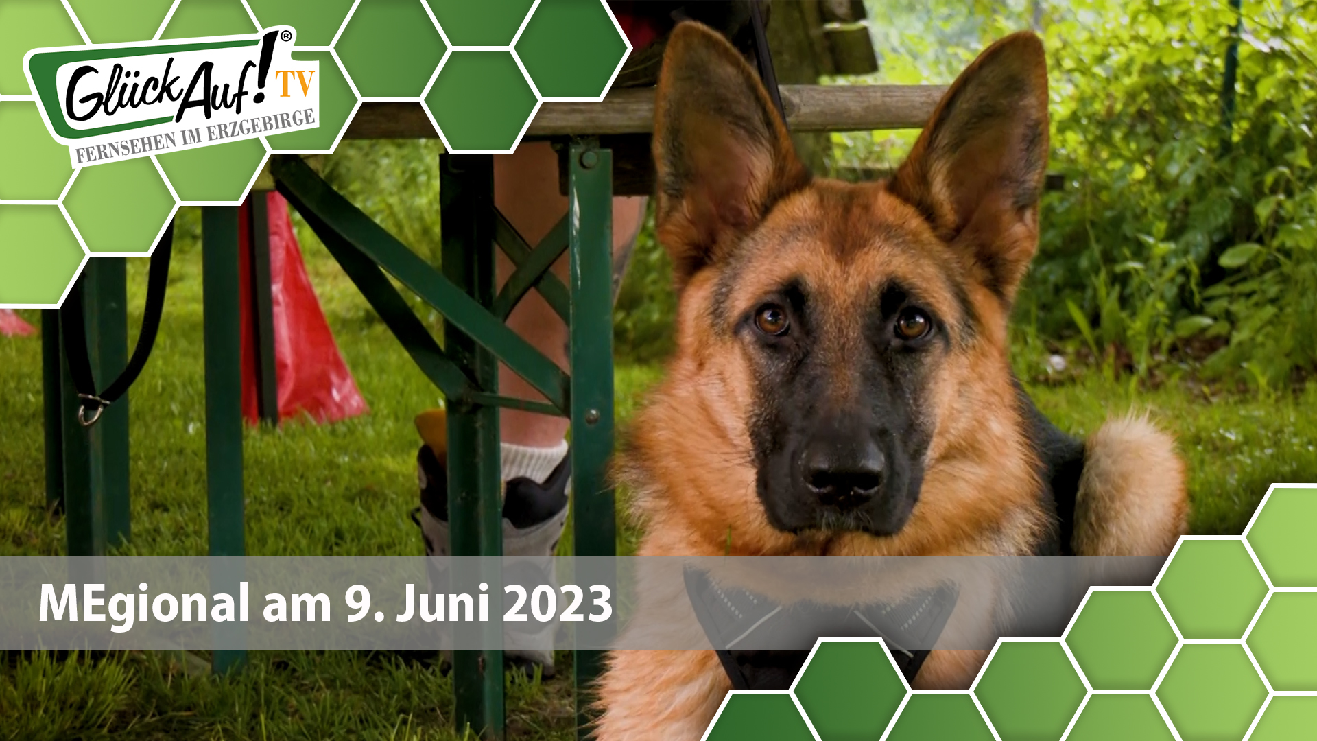 MEgional am 09. Juni 2023 u.a. mit 100 Jahre Hundesport in Zschopau